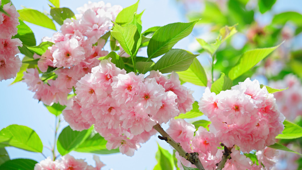 描写樱花的唯美诗句（写樱花最出名的诗句）