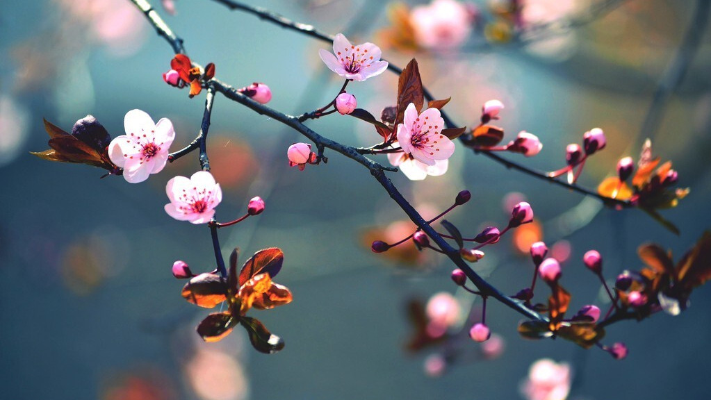 描写樱花的唯美诗句（写樱花最出名的诗句）