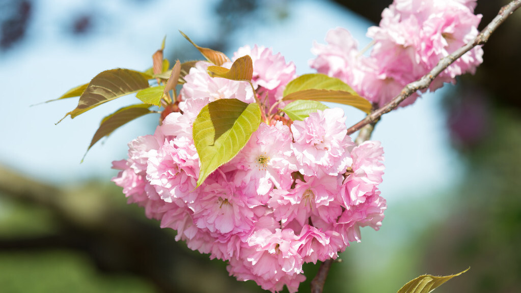描写樱花的唯美诗句（写樱花最出名的诗句）