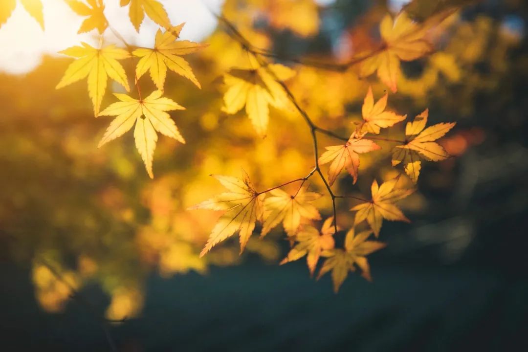 秋景描写唯美句子（秋天的句子简短唯美）