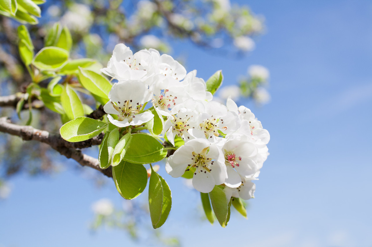 带有花的诗句有哪些（含花的诗句鉴赏）