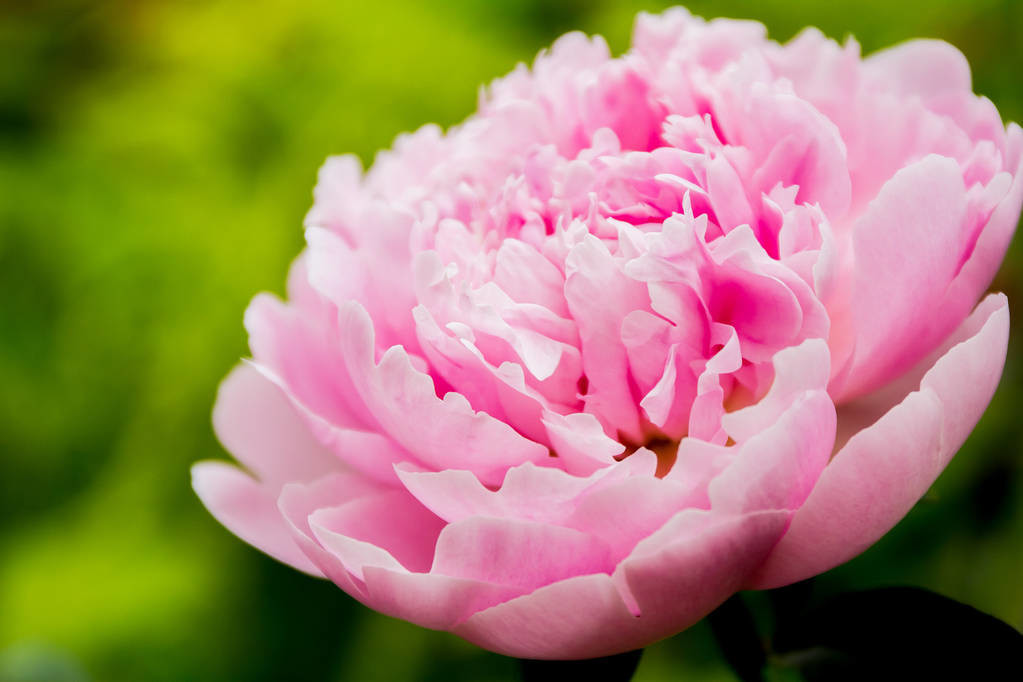 带有花的诗句有哪些（含花的诗句鉴赏）