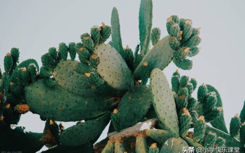 仙人掌作文300字三年级（仙人掌的优秀作文范文）