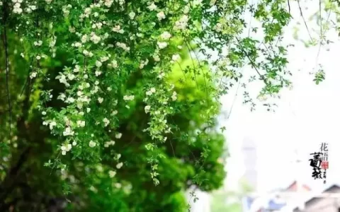 现代著名短诗大全（现代诗歌精选10首）