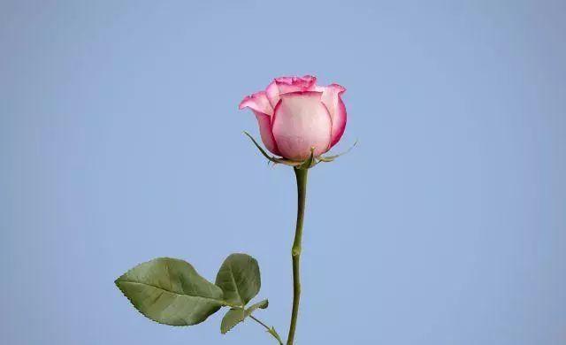 形容年轻有朝气的句子词语（赞扬青少年朝气的句子）