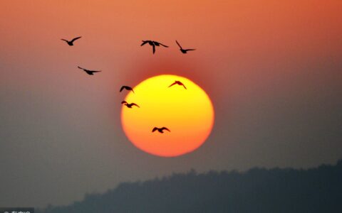 雁丘词元好问原文（雁丘词的原文翻译赏析）