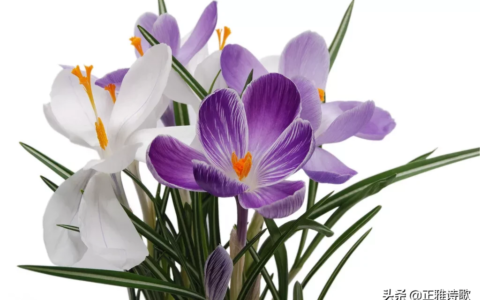 梅兰竹菊的四首诗名句（描写梅兰竹菊四君子的诗句）