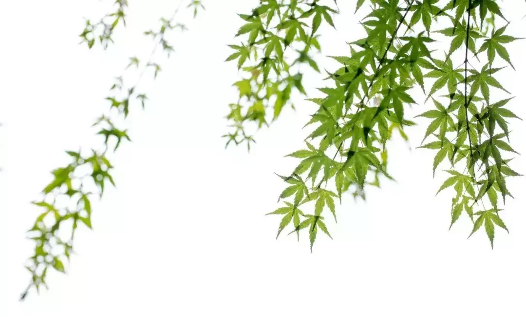 春景诗句有哪些（春景诗大全10篇）