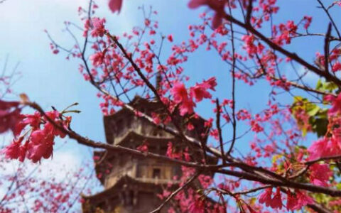 形容樱花盛开的优美句子（描写春天樱花盛开的句子）