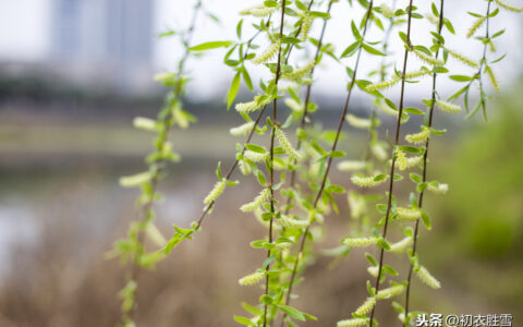 新柳的诗意是什么（关于古诗新柳的意思）