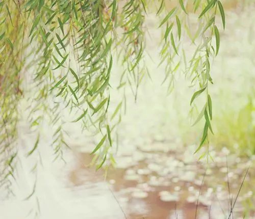描写柳树的优美句子（赞美河边垂柳的诗句）