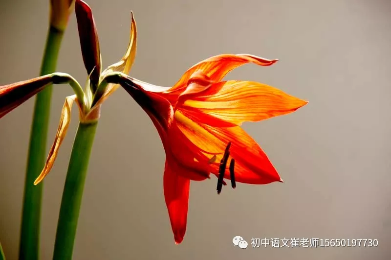 桃花源记的词类活用有哪些（桃花源记重点知识归纳）