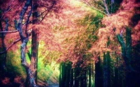 想要忘记过去重新开始的句子（表示释怀和放下的句子）