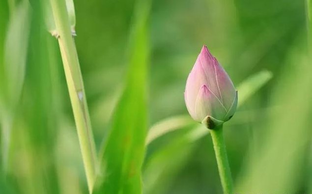 荷花的诗句（写荷花的优美句子）