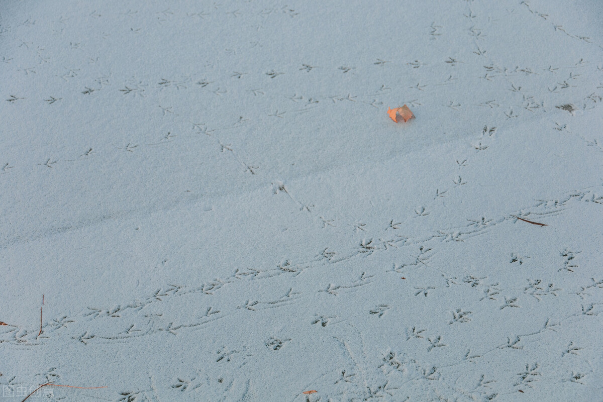 怀渑池寄子瞻兄赏析（和子由渑池怀旧赏析人生哲理）