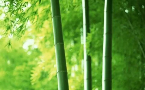 养竹记原文及翻译（养竹记原文及翻译注释）