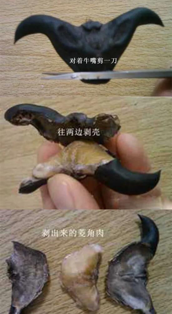自护其短文言文翻译（自护其短主要内容）