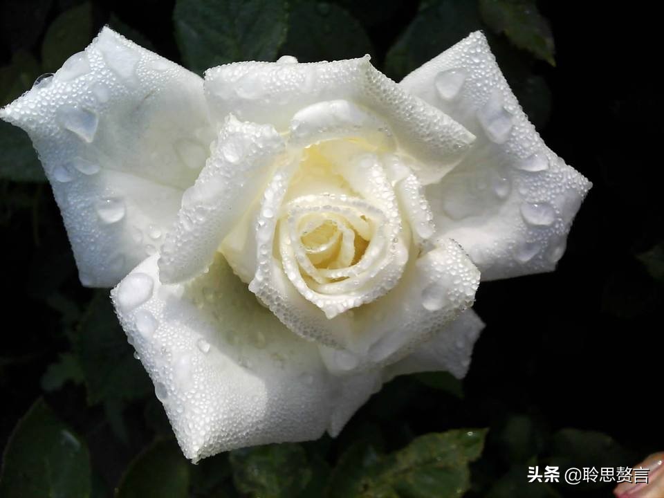 祝寿四言八句顺口溜大全（适合老人过寿的诗句）