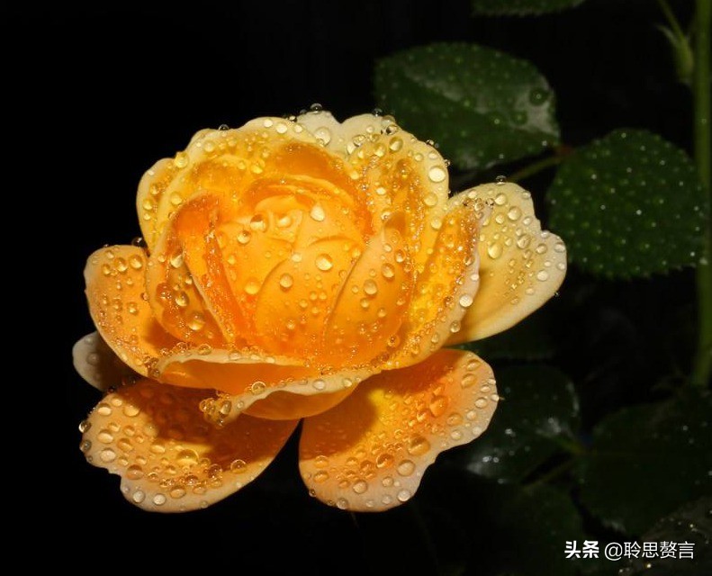 祝寿四言八句顺口溜大全（适合老人过寿的诗句）