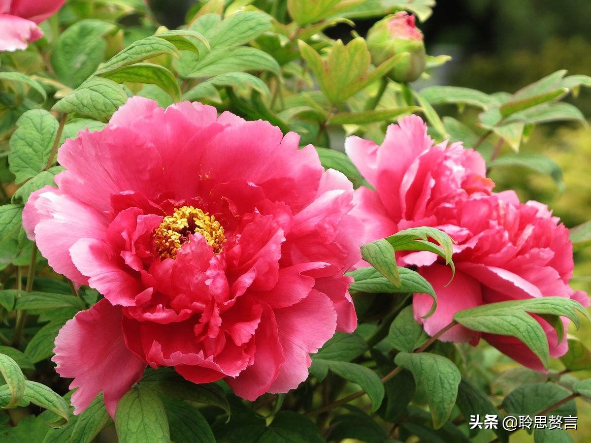 祝寿四言八句顺口溜大全（适合老人过寿的诗句）