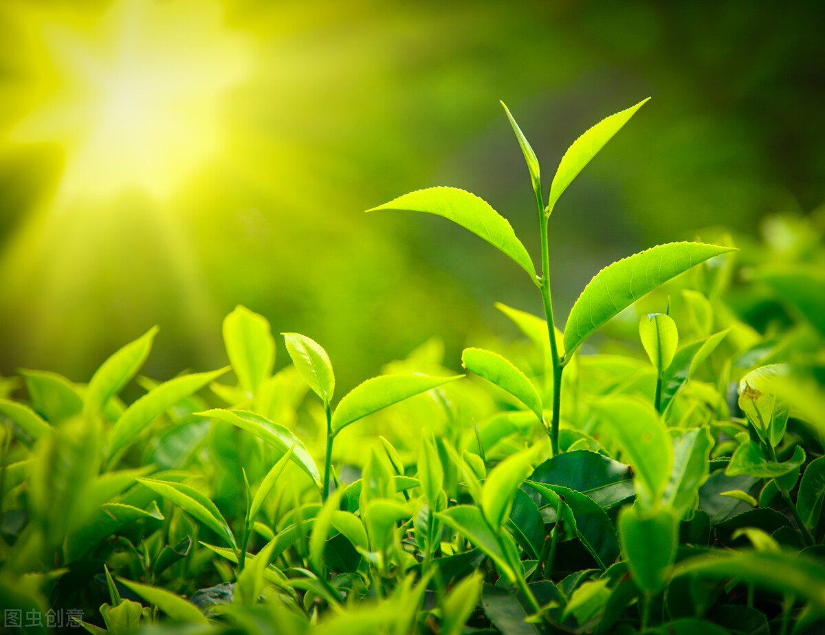 关于茶的古诗有哪些（十首最出名的茶诗）