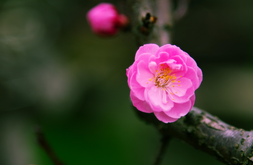 梅花诗作者是谁（赞美梅花的现代诗歌）