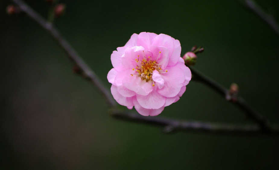 梅花诗作者是谁（赞美梅花的现代诗歌）