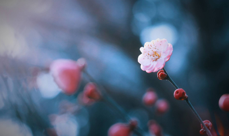 梅花诗作者是谁（赞美梅花的现代诗歌）