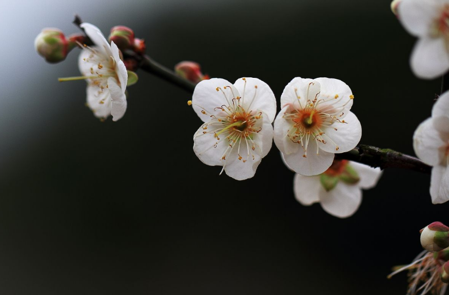 梅花诗作者是谁（赞美梅花的现代诗歌）