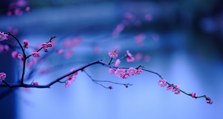 梅花诗作者是谁（赞美梅花的现代诗歌）