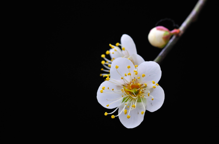 梅花诗作者是谁（赞美梅花的现代诗歌）