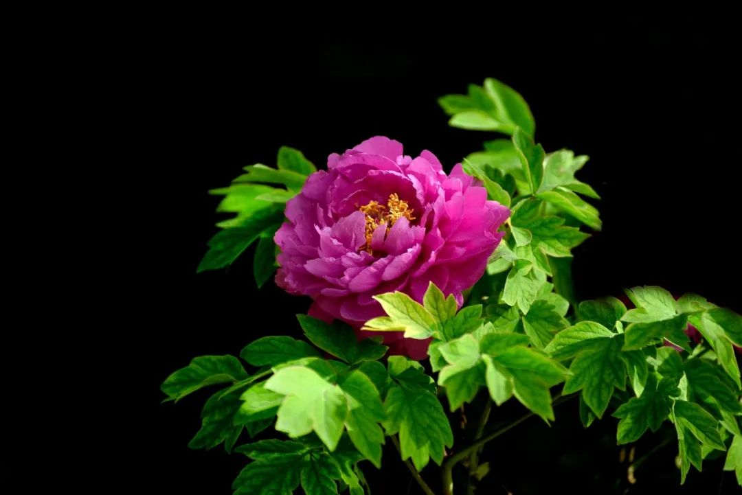 花的诗词有哪些（赞美花的优美诗句）