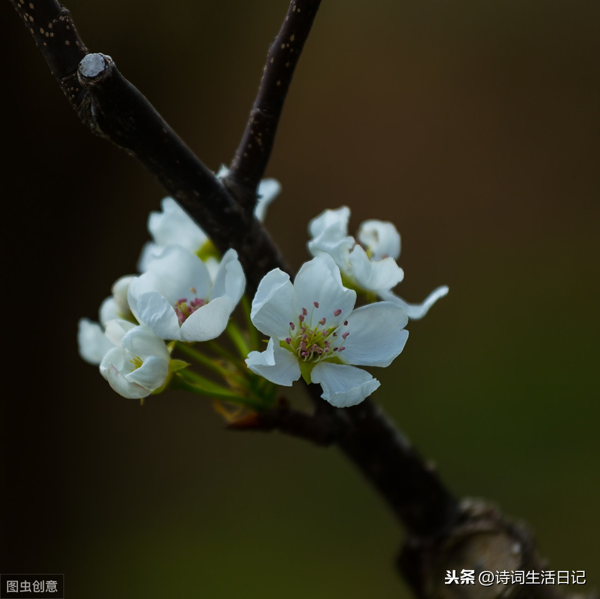 闻武均州报已复西京（闻武均州报已复西京赏析）