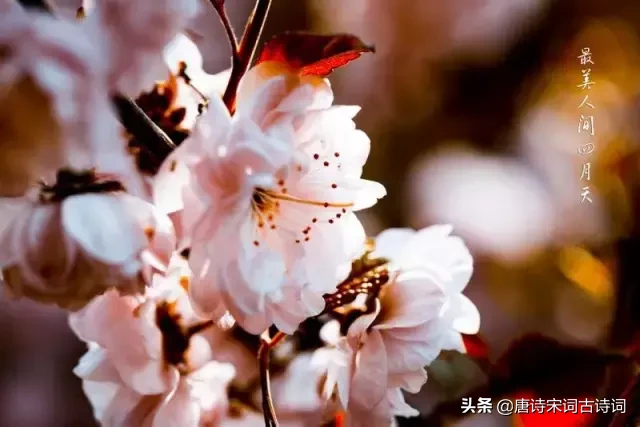 赞美四月的古诗（人间最美四月天的诗句）