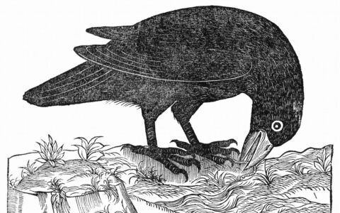 乌鸦喝水的故事告诉我们什么道理（故事内容及给人启示）