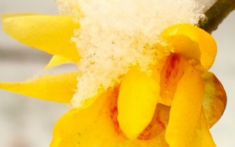 国殇原文及翻译赏析（国殇屈原翻译及赏析）