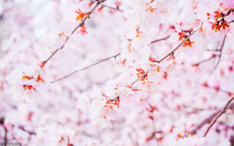 关于樱花的唯美短句（描写樱花句子唯美短句）