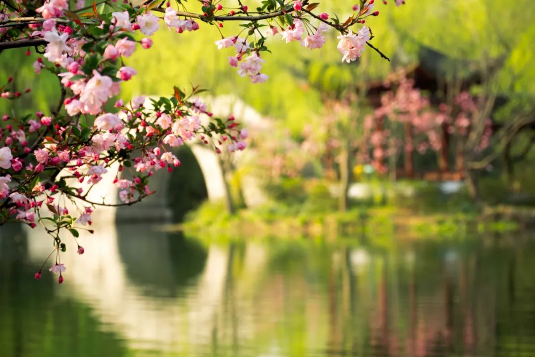 踏青赏花的诗句春天（描写春天赏花的诗句）