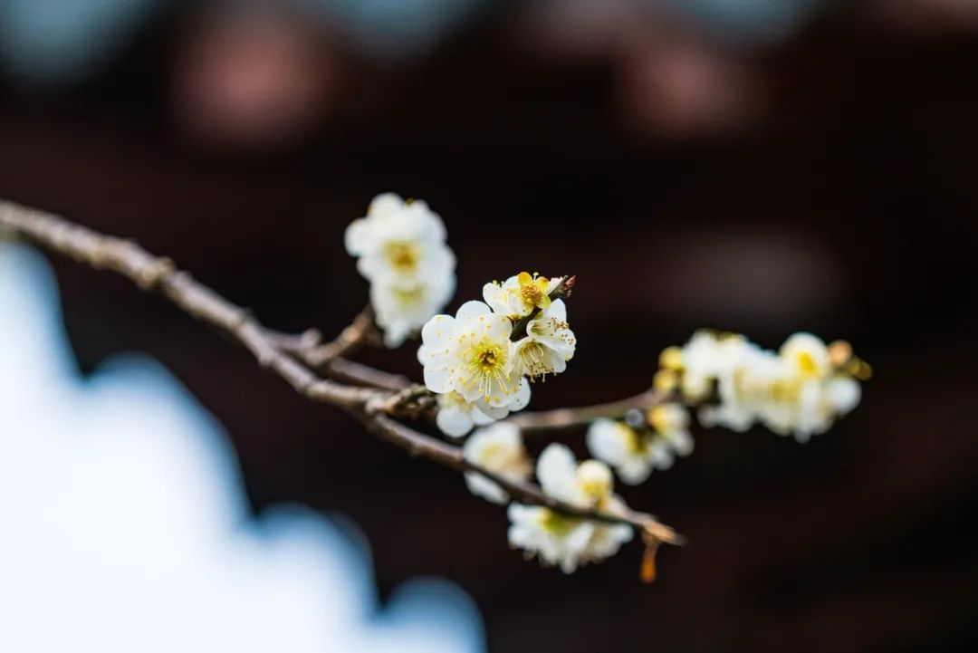 踏青赏花的诗句春天（描写春天赏花的诗句）