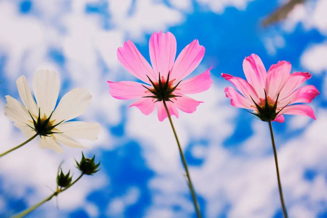 踏青赏花的诗句春天（描写春天赏花的诗句）