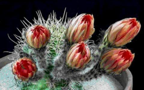 合作共赢的名言名句（真诚合作的句子）