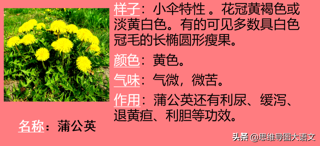 我的植物朋友作文教案（我的植物朋友优秀范文）