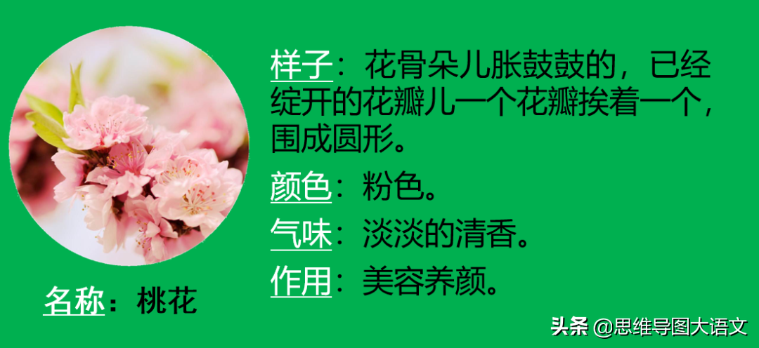 我的植物朋友作文教案（我的植物朋友优秀范文）