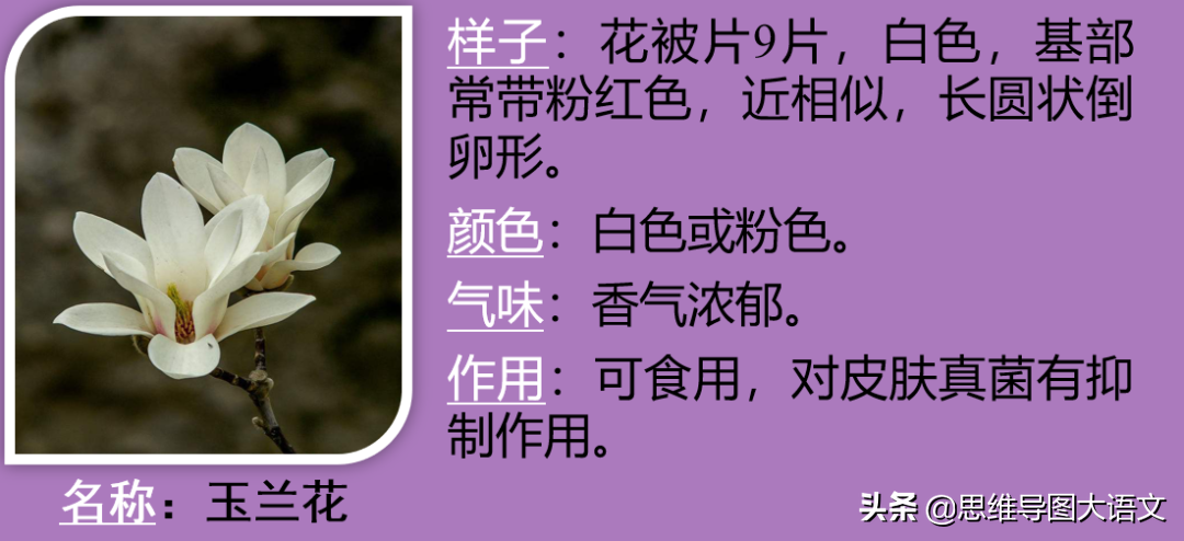 我的植物朋友作文教案（我的植物朋友优秀范文）