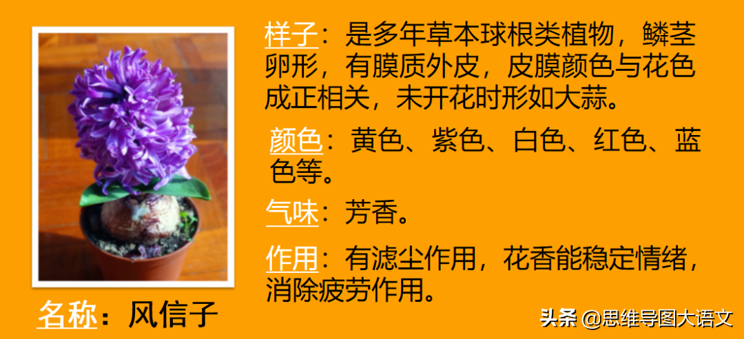 我的植物朋友作文教案（我的植物朋友优秀范文）