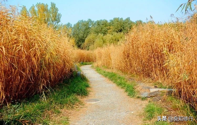 描写秋景的古诗大全（秋天景色古诗15首）