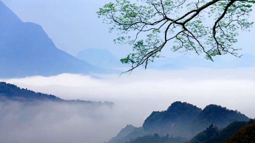 白居易的诗有哪些（收藏白居易最好的10首诗）