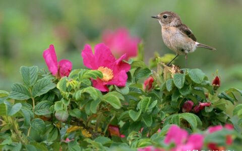 鸟古诗带拼音版图片（古诗鸟全文赏析及诗意）
