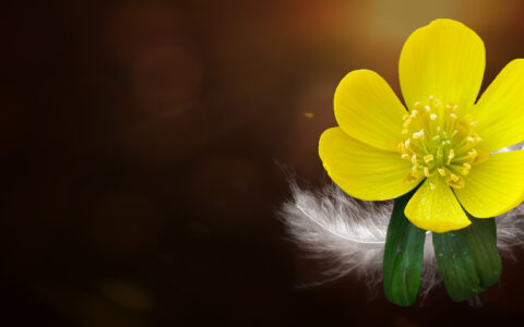 关于爱的诗句古诗（表达一生挚爱的句子）