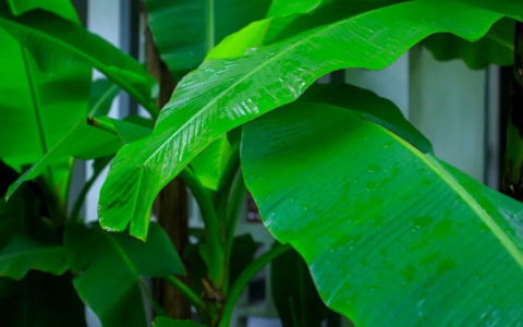 芭蕉不展丁香结同向春风各自愁诗意（代赠二首其一翻译）